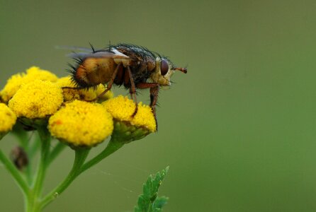 Ugly hairy flower