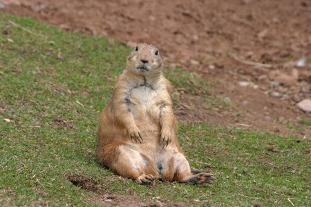 Animal mammal rodent