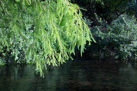 Comal Springs-2