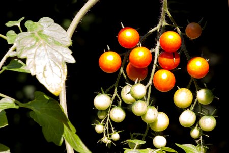 Grown nachtschattengewächs food