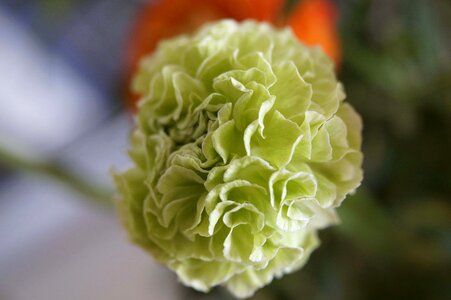 Beautiful Flowers blooming blossom