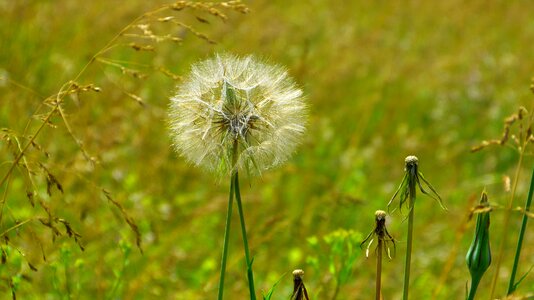 Flowers grass plant photo