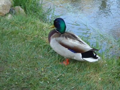Male Mallard Duck photo