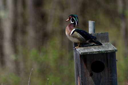 Male wood duck atop his nesting box photo