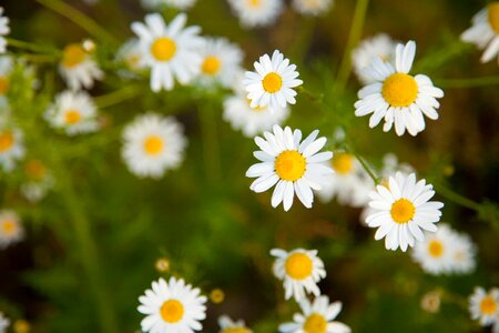 Beautiful beautiful flowers biology