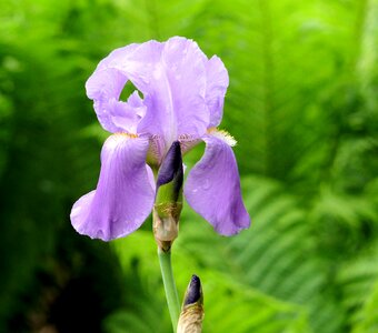 Garden flowering spring