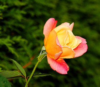 Pink yellow beauty