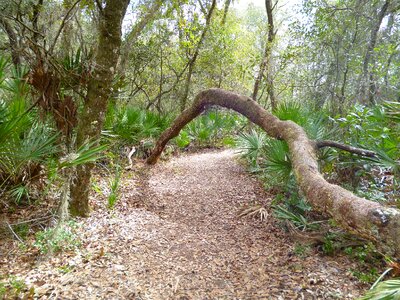 Nature forest park photo