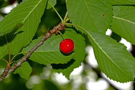 Nature wild food photo