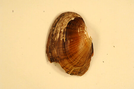 Lampsilis bracteata (outside)-2