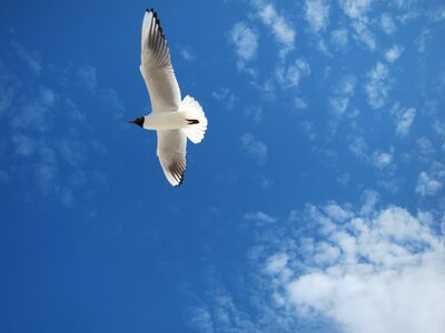 Seagull baltic sea sky photo