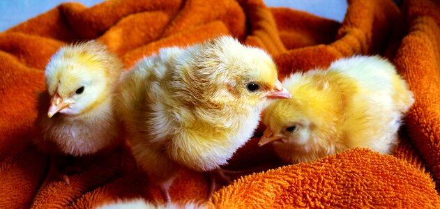 Poultry young animals creature photo