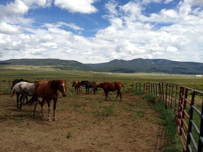 Grazing pasture field