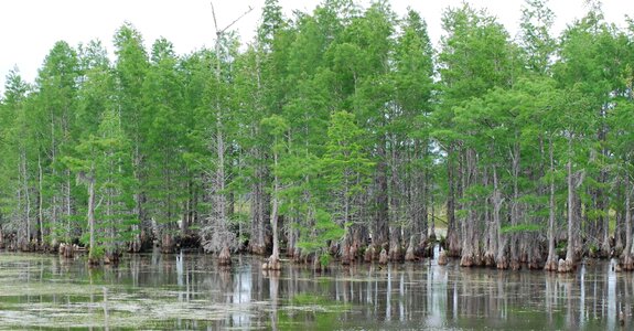 Aquatic environment habitat