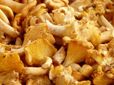 Egg sponge cantharellus cibarius market