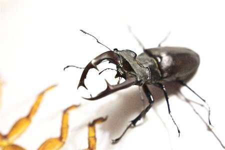 Kite insect attack
