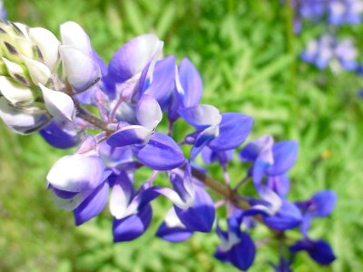 Blossoming Lupinus polyphyllus photo