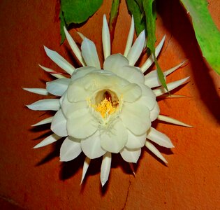 Natural blossom bloom