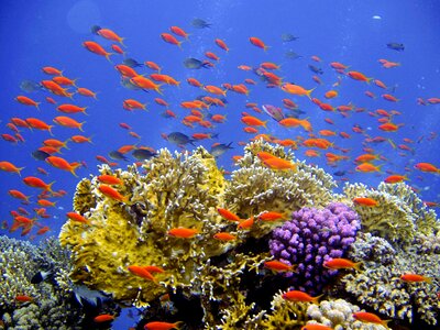 Coral banners harsh underwater world photo