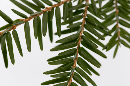 Pine Branch Close Up photo
