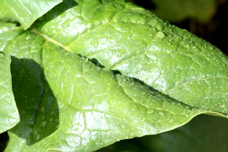 Dark Green green leaves leaf photo