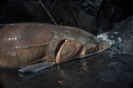 Lake sturgeon during procedure by USFWS-2