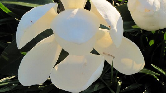 Natural blossom bloom