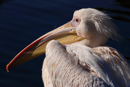 Rosy pelican water bird bird