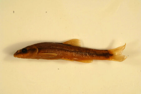 Rhinichthys cataractae