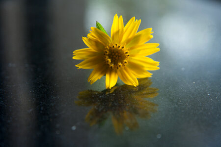 Beautiful Yellow Flower