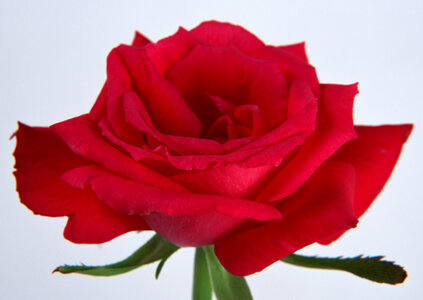 Red rose