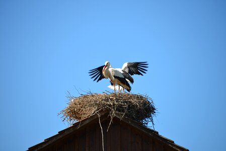 Birds animals rattle stork
