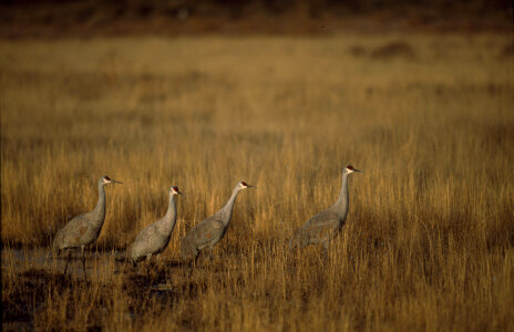 Sandhill Cranes-5