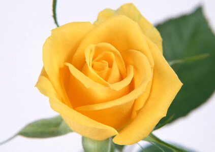 Single beautiful yellow rose photo