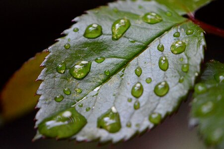 Dark Green daylight detail photo