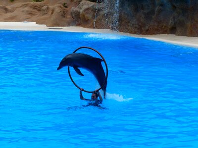 Jump through artistry dolphin show photo