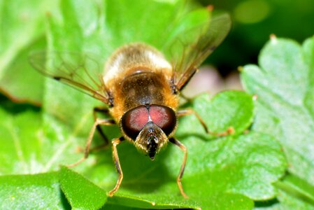 Bug macro nature