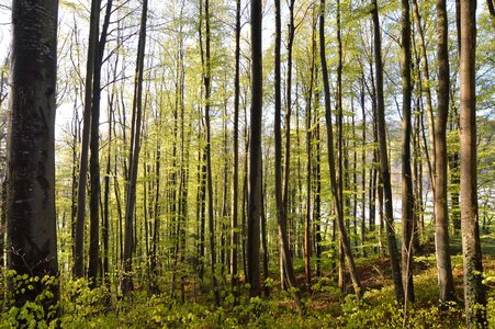 Birch forest green photo