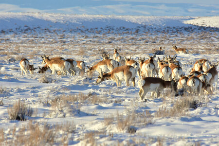 Pronghorn on Seedskadee National Wildlife Refuge