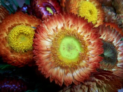 Color yellow peach
