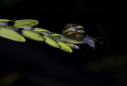 Animal arthropod bug