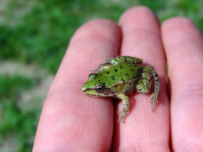 Green frog lake pond
