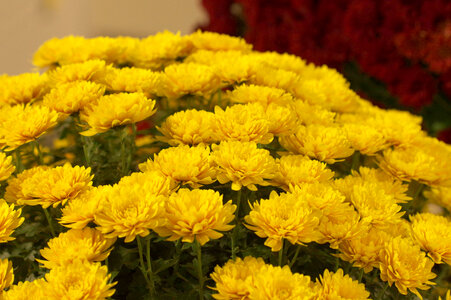 5 Chrysanthemum photo