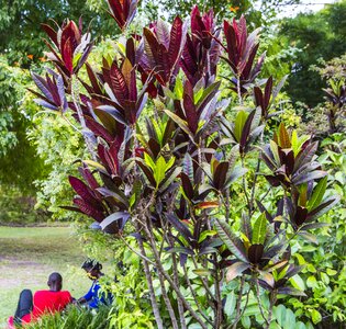 Garden flowers black leaves photo