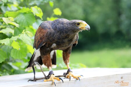 Nature common buzzard harris ' hawk photo