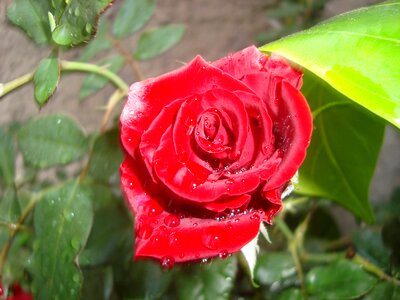 Rosa red flower