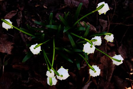 Bloom white forest photo