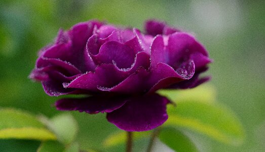 Roses love burgundy