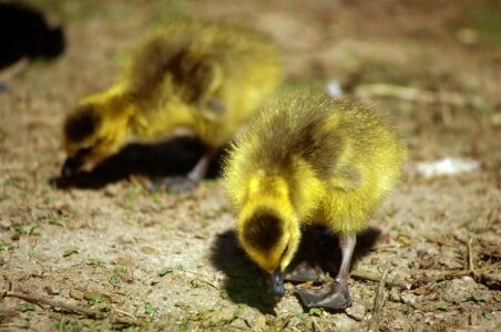 Bird canada geese