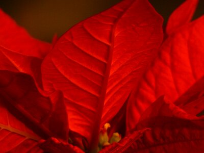 Adventsstern christmas star flowering plant photo